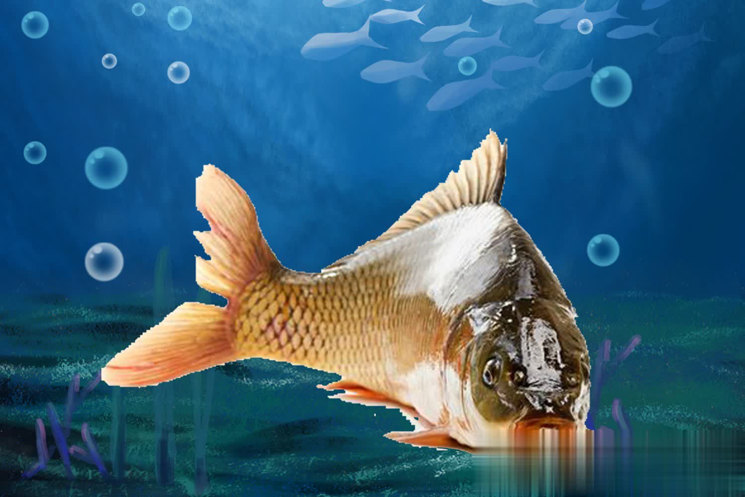 坑偷驴鱼获, 以下时 坑偷驴鱼获, 以下时