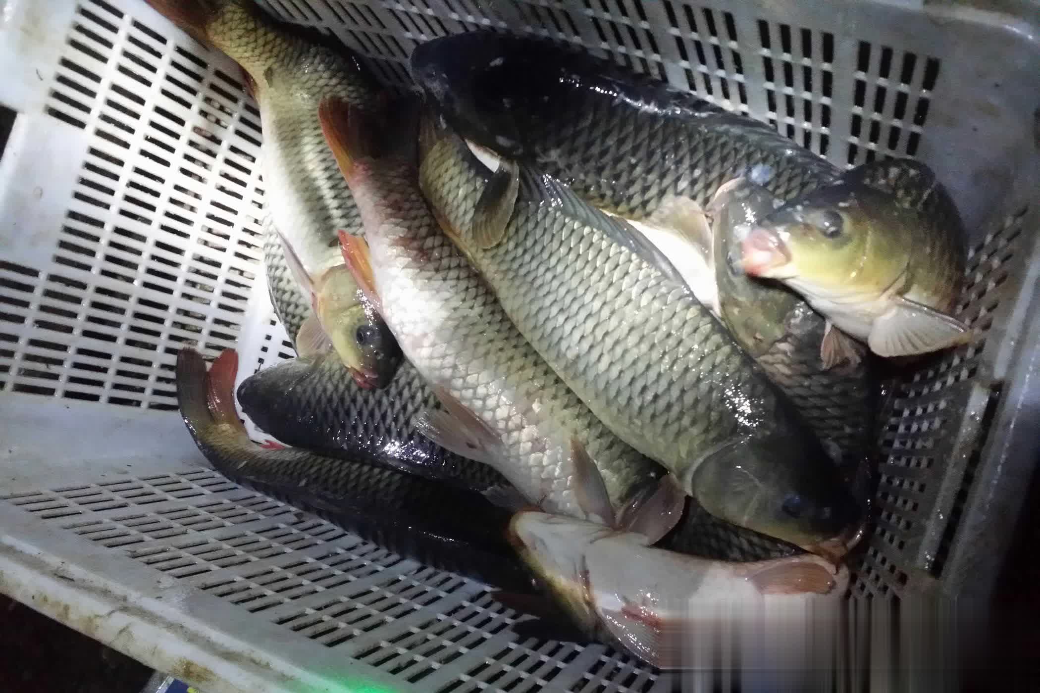 夏季出钓时, 滑口鲤鱼吃, yid 夏季出钓时, 滑口鲤鱼吃, yid